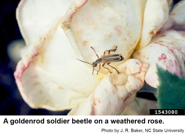 Thumbnail image for Goldenrod Soldier Beetle